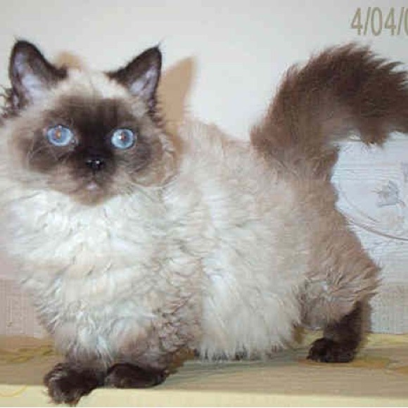 โกmeet your posher, dollface - Picture 4 of 7